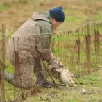 Net for capturing hares, 50x1 metres - cod.LE0002
