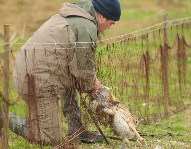 Net for capturing hares, 50x1 metres