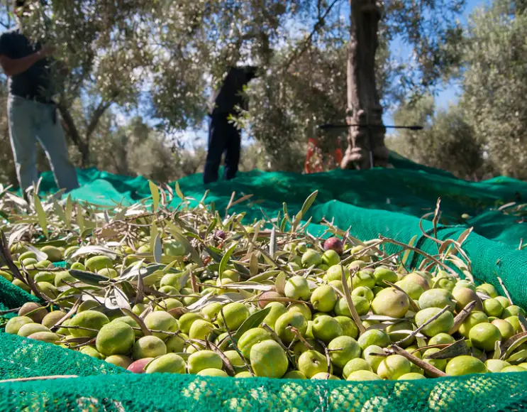 Anti-thorn olive harvesting net WITHOUT SPLIT