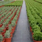 Mulch sheet for vegetable and garden plants - cod.PM009