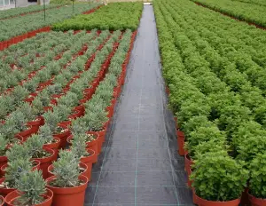 Mulch sheet for vegetable and garden plants - cod.PM009