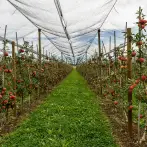 Protection nets for greenhouses, fruit trees and citrus fruits - cod.AGR001