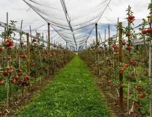 Protection nets for greenhouses, fruit trees and citrus fruits - cod.AGR001