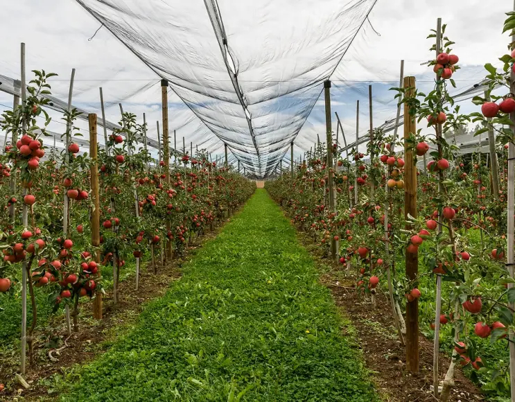 Windbreak protection nets for greenhouses, fruit trees and citrus fruits