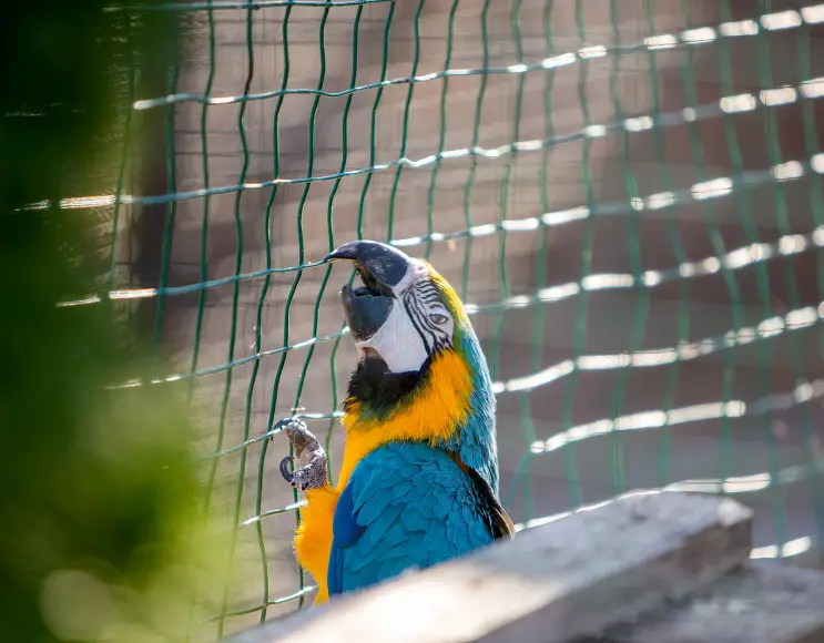 Wire mesh for aviaries and cages