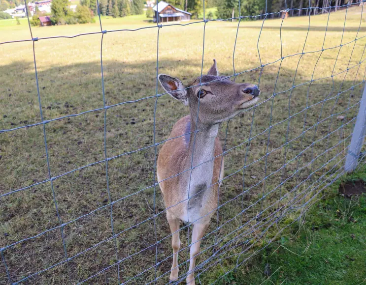 Wire mesh for pastoralism and breeding