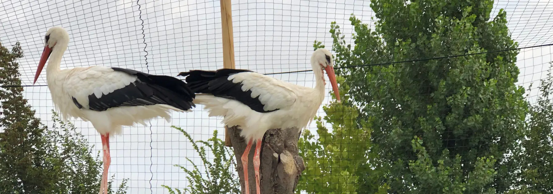 Aviary and Anti Bird nets