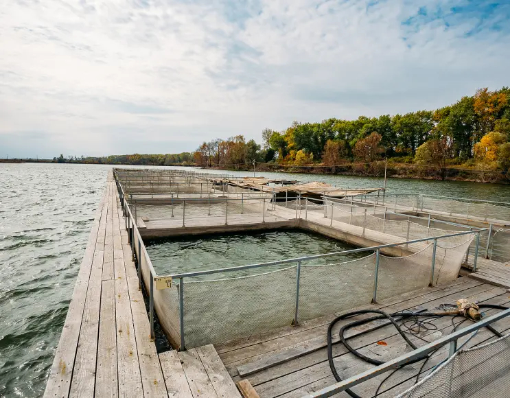 Square-shaped cages for aquaculture and fish farming