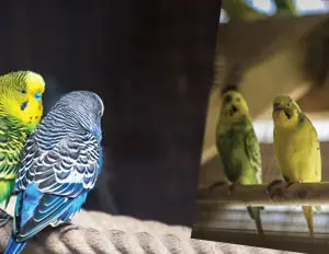 Aviary cages, chicken coops and metal boxes