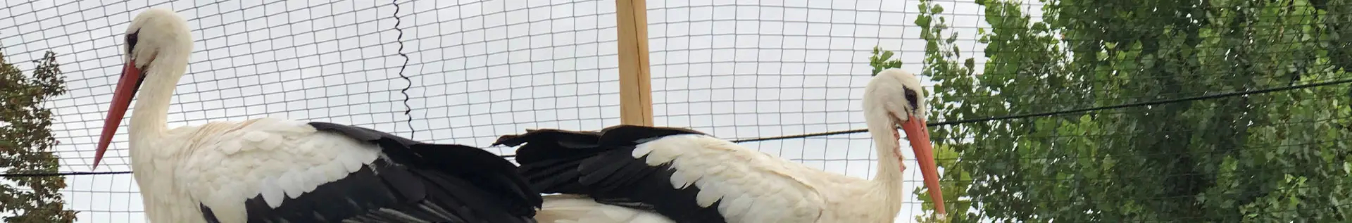 Pest Control, Anti-bird nets against seagulls and cormorants