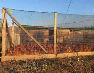 Anti-predator intrusion net and anti-avian net - cod.VPD025