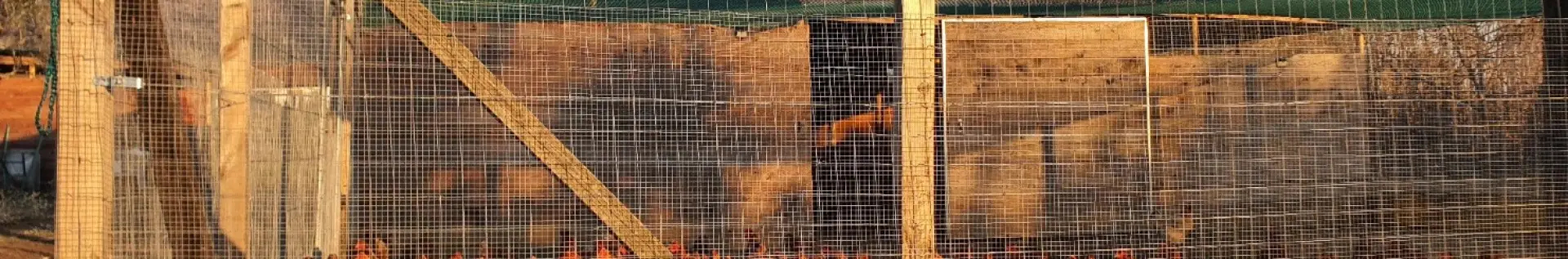 Anti-predator intrusion net and anti-avian net - Cod. VPD025