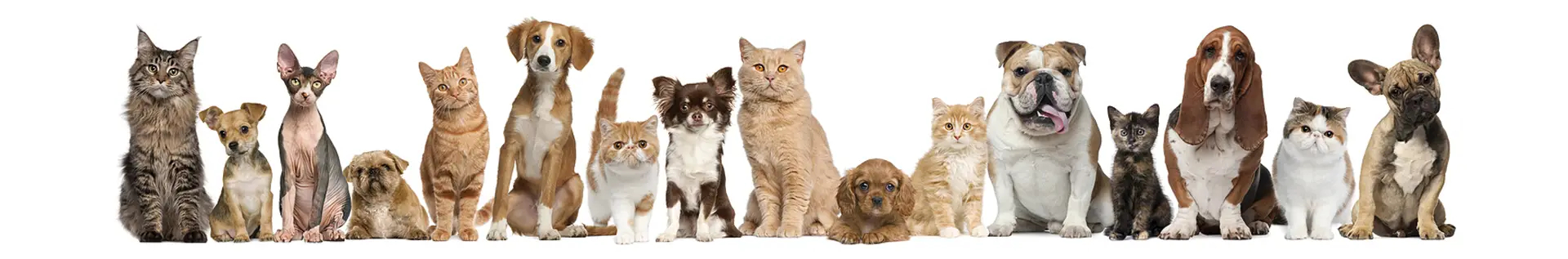 Cage for cats and dogs 150x60 - Cod. LZ00060G