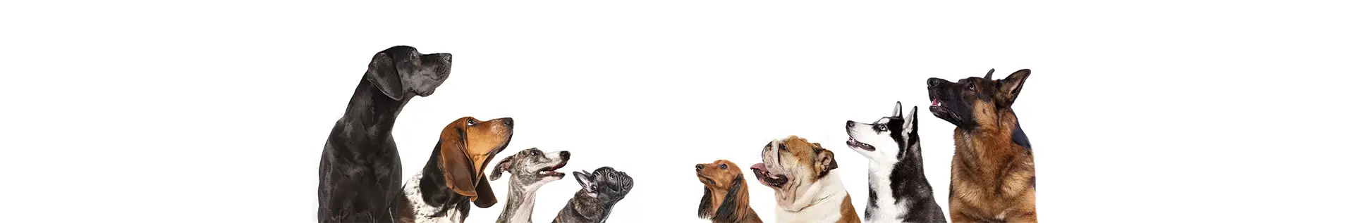 Boxes for cars and carriers for dogs and cats